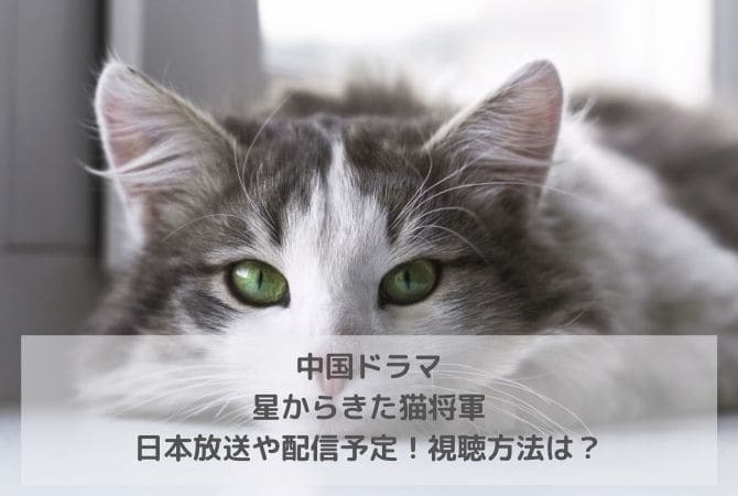 中国ドラマ｜星からきた猫将軍の日本放送や配信予定！視聴方法は？